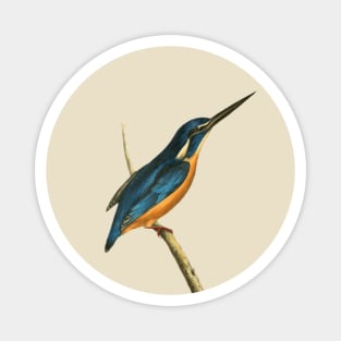 Azure Kingfisher Vintage Bird Illustration by William Swainson Magnet